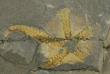 Two Ordovician Brittle Stars (Ophiura) - Morocco #312533-2